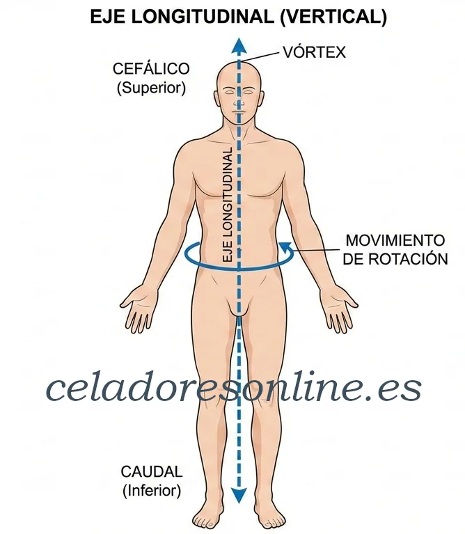 Ejes anatómicos del cuerpo humano. Eje longitudinal vertical