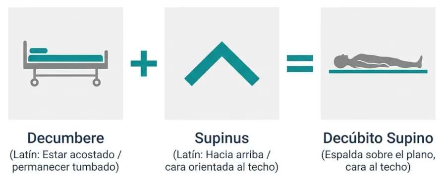 decúbito supino tiene un origen latino que ayuda a comprender el significado de esta posición.
Decúbito es estar acostado y Supino deriva del latín supinus, que significa hacia arriba.